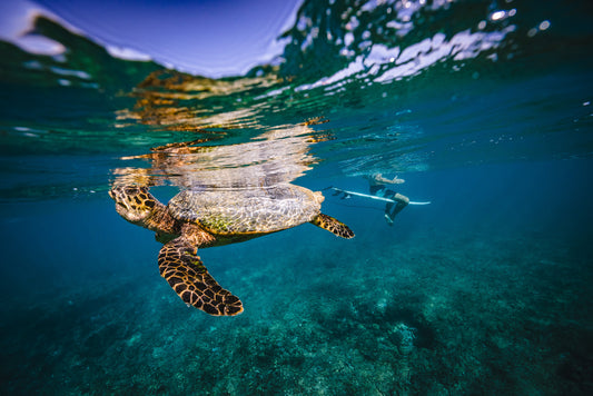 Surf Sense Maldives Coaching Trip – July 2026